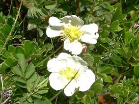 Rosa pimpinellifolia